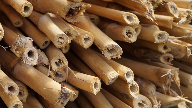 bambusové stonky