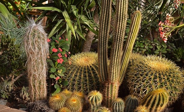 velké a malé kaktusy